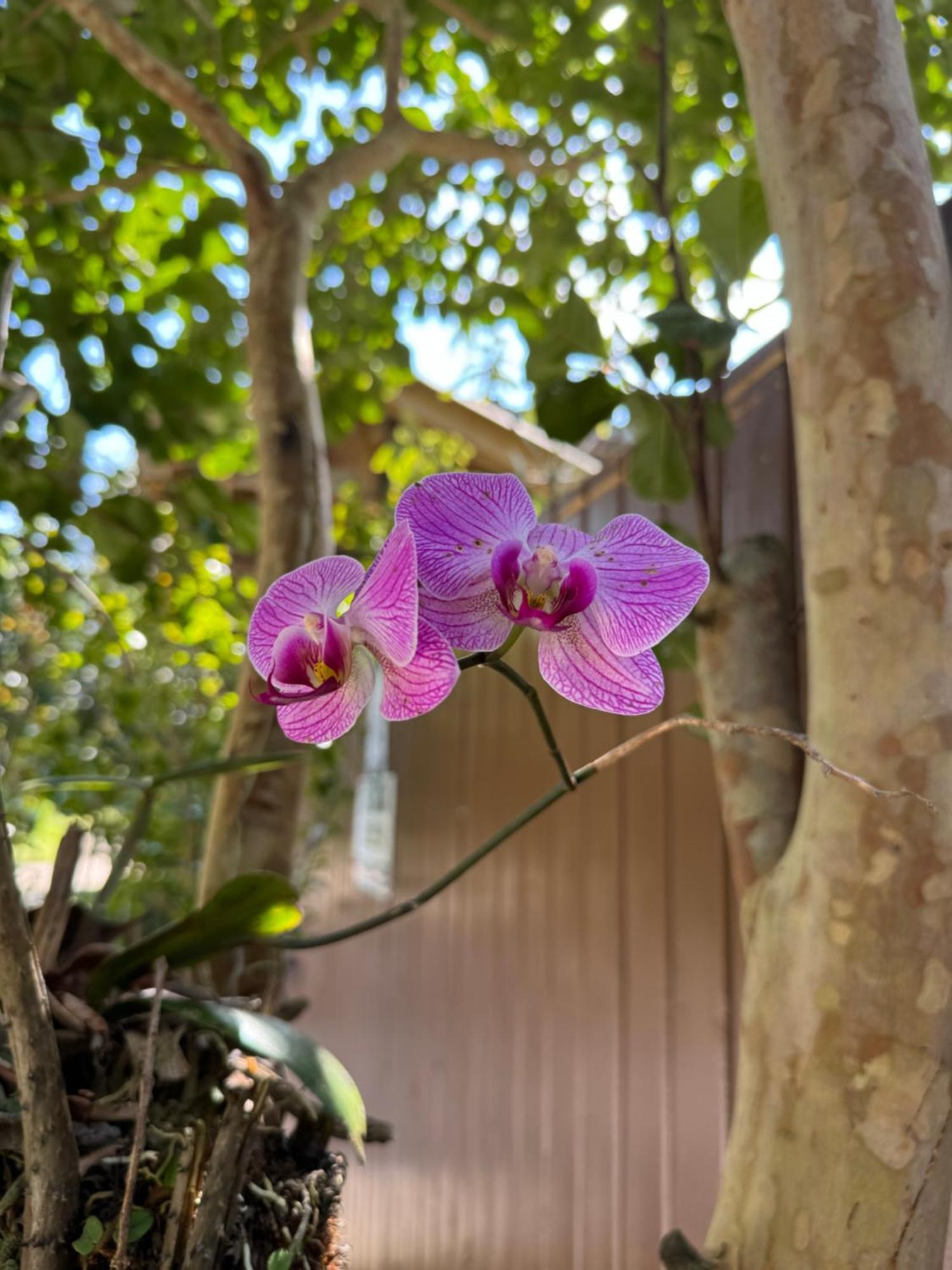 Morada Das Orquideas Guarda do Embaú Exterior foto